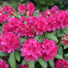Neon Kiss - Rhododendron hybrids - Neon Kiss - Rhododendron hybridum