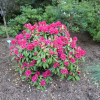 Neon Kiss - Rhododendron hybrids - Neon Kiss - Rhododendron hybridum