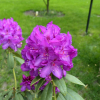 Bolesław Chrobry ROYAL LILAC PBR - Rhododendron Hybride - Bolesław Chrobry ROYAL LILAC PBR - Rhododendron hybridum