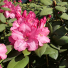 Aprilglocke - różanecznik Williamsa - Aprilglocke - Rhododendron williamsianum