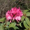 August Lamken - Рододендрон гибридный - August Lamken - Rhododendron hybridum