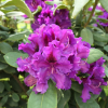 Azurro - różanecznik wielkokwiatowy - Azurro - Rhododendron hybridum