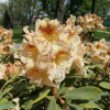 Bernstein - dichroanthum - Rhododendron Hybride - Bernstein - dichroanthum - Rhododendron hybridum