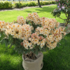 Bernstein - dichroanthum - Rhododendron hybrid - Bernstein - dichroanthum - Rhododendron hybridum