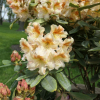 Bernstein - dichroanthum - Rhododendron hybrid - Bernstein - dichroanthum - Rhododendron hybridum