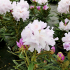 Biko PBR - Rhododendron yakushimanum - Biko PBR - Rhododendron yakushimanum