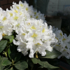 Cunningham's White - caucasicum-hybr. - różanecznik wielkokwiatowy - Cunningham's White - Rhododendron hybridum