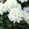 Cunningham's White - caucasicum-hybr. - różanecznik wielkokwiatowy - Cunningham's White - Rhododendron hybridum