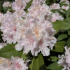 Jacksonii - Рододендрон гибридный - Jacksonii - Rhododendron hybridum