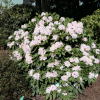 Jacksonii - Рододендрон гибридный - Jacksonii - Rhododendron hybridum