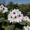 Schneeauge - Rhododendron Hybride - Schneeauge - Rhododendron hybridum