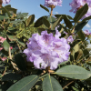 Susan  - Рододендрон гибридный - Susan  - Rhododendron hybridum