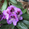 Pfauenauge - Rhododendron hybrid - Pfauenauge - Rhododendron hybridum