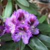 Pfauenauge - Rhododendron Hybride - Pfauenauge - Rhododendron hybridum