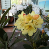 Moon Fire - Рододендрон гибридный - Moon Fire - Rhododendron hybridum