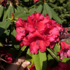 Taurus - Рододендрон гибридный - Taurus - Rhododendron hybridum