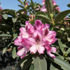 Helen Martin - Рододендрон гибридный - Helen Martin - Rhododendron hybridum