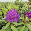 Bohlken's Lupinenberg Laguna-  Rhododendron yakushimanum - Bohlken's Lupinenberg Laguna -Rhododendron yakushimanum