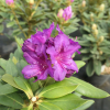 Bohlken's Lupinenberg Laguna  - różanecznik jakuszimański - Bohlken's Lupinenberg Laguna -Rhododendron yakushimanum