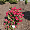 Fruhlingsluhen- Рододендрон гибридный - Fruhlingsluhen - Rhododendron hybridum