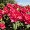 Fruhlingsluhen- Рододендрон гибридный - Fruhlingsluhen - Rhododendron hybridum