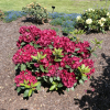 Cherry Kiss - Рододендрон гибридный - Rhododendron hybridum 'Cherry Kiss'