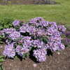 Metallica - Рододендрон гибридный - Rhododendron hybridum 'Metallica' ; Rhododendron 'Hachmann's Metallica'