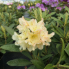 Profesor Scholz - Рододендрон гибридный - Rhododendron hybridum 'Profesor Scholz'