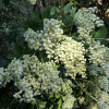 Pieris japonica 'Debutante'- Japanese Pieris - Pieris japonica 'Debutante'