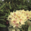 George Sand PBR - różanecznik wielkokwiatowy - Rhododendron hybridum 'George Sand' PBR