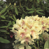 George Sand PBR - Rhododendron Hybride - Rhododendron hybridum 'George Sand' PBR