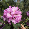 Karlštejn - różanecznik wielkokwiatowy - Rhododendron hybridum 'Karlštejn'