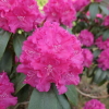 Lipnice - Rhododendron Hybride - Rhododendron hybridum 'Lipnice'