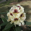 Orlik - różanecznik wielkokwiatowy - Rhododendron hybridum 'Orlik'