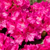 Říp PBR - Rhododendron hybrid - Rhododendron hybridum - 'Říp' PBR