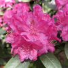 Sovinec - Rhododendren Hybride - Rhododendron hybridum 'Sovinec'