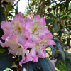 Švihov - różanecznik wielkokwiatowy - Rhododendron hybridum 'Švihov'