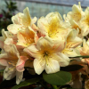 Zebín PBR - różanecznik wielkokwiatowy - Rhododendron hybridum 'Zebín' PBR