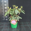 Kokořín - Rhododendren Hybride - Rhododendron hybridum 'Kokořín'