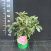 Sovinec - Rhododendron hybrid - Rhododendron hybridum 'Sovinec'