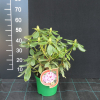 Děvín PBR - Rhododendren Hybride - Rhododendron hybridum 'Děvín' PBR