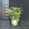 Kotnov - Rhododendren Hybride - Rhododendron hybridum 'Kotnov'