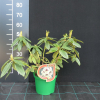 Orlik - różanecznik wielkokwiatowy - Rhododendron hybridum 'Orlik'