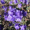 Lauretta - Kissen-Rhododendron - Lauretta - Rhododendron impeditum