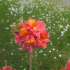 Juanita - Azalia wielkokwiatowa - Juanita - Rhododendron  (Azalea)