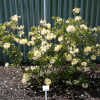 Northern Hi-Lights - Azalia wielkokwiatowa - Northern Hi-Lights - Rhododendron (Azalea)