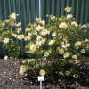 Northern Hi-Lights - Azalea - Northern Hi-Lights - Rhododendron (Azalea)