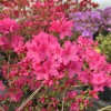 Kačina PBR -  Japanese azalea - Kačina PBR - Rhododendron