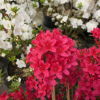 Kroměříž PBR - Azalee - Kroměříž PBR - Rhododendron