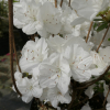 Sněžka PBR - Japanese azalea - Sněžka PBR - Rhododendron